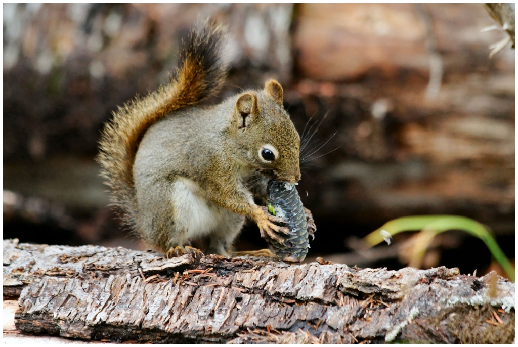 10 - Mont Revelstoke NP (16).jpg